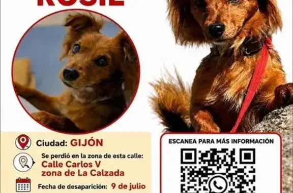 Perro perdido hembra, Calle Gran Capitán, 50, Gijón - marrón, pequeña, sin collar y con chip - photo