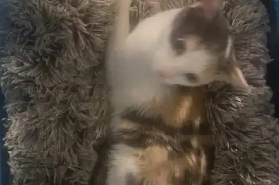 Lost cat, North Pecan Street, Arlington - female, calico, very shy - photo