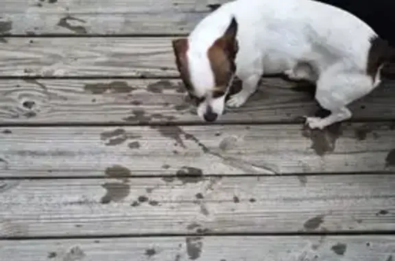 Found dog Bridgeville, photo: Found dog, Madelyn Avenue, 11583, Bridgeville - friendly, white and little brown