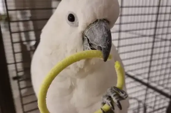 Lost bird, George Street, 72, Georges River Council, Georges River Council — male cockatoo with a little bald patch - photo