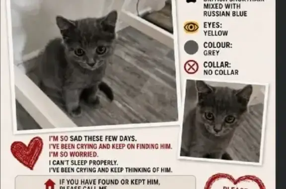 Missing cat Hougang, photo: Lost cat, Boon Lay Drive, 191, Singapore, Hougang - male, 4 months old, British short hair, yellow eyes