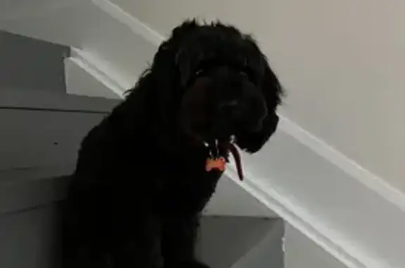 Lost pets Stonnington, photo: Lost dog, Martin Street, 1-5, Melbourne — female