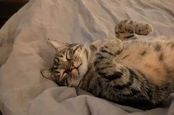 Lost cat, Wisewould Avenue, 14, Frankston - male, 2 years old - photo