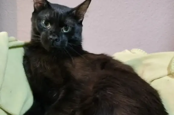 Perdido gato macho, Carrer de Milà i Fontanals, 45, Santa Coloma de Gramenet, Barcelona - totalmente negro y miedoso - photo