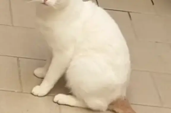 Chat perdu mâle, Rue Alfred Roland, Bagnères-de-Bigorre, Champigny-sur-Marne - fin blanc, collier blanc - photo