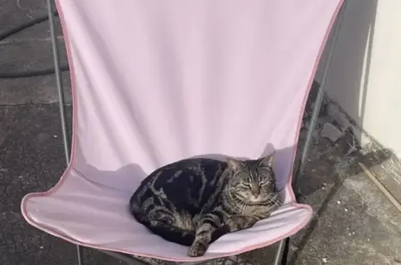 Chat perdu mâle, Rue du Gaz, 19, Dijon - tigre - photo