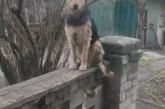 Дівчинка, 3 роки, спина чорна, живіт беж.