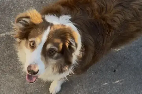 Lost dog, U.S. 75, 14596, Van Alstyne - friendly brown and white Australian shepherd - photo