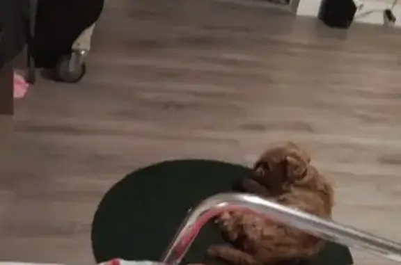 Lost pets Grand Prairie, photo: Lost dog, East Pacific Street, 1324, Grand Prairie - male