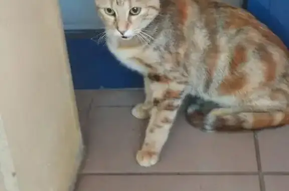 Chat trouvé Paris, photo: Chat trouvé, Paris - chatte sociable, non identifiée