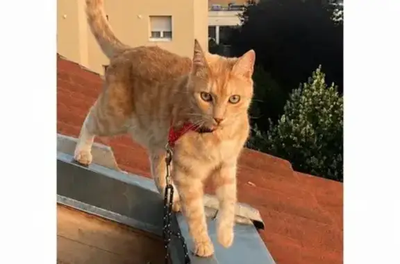 Chat disparu Garçon, Paris (fl597446) - photo