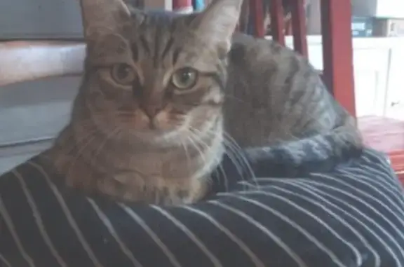 Chat perdu femelle, Rue des Margottes, 36, Montreuil - jeune chatte tigrée stérilisée - photo