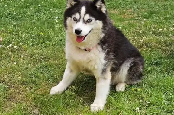 Chien perdu Le Pouliguen, photo : Chien perdu femelle, Avenue de l'Océan, 87, Le Pouliguen — pomsky de taille moyenne