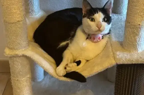 Chat perdu mâle, Route la Chaussée Neuve Marland, 12, Saint-André-des-Eaux - poil court noir et blanc - photo