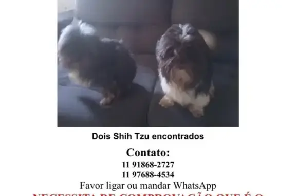 Encontrado cachorro fêmea, Pra...