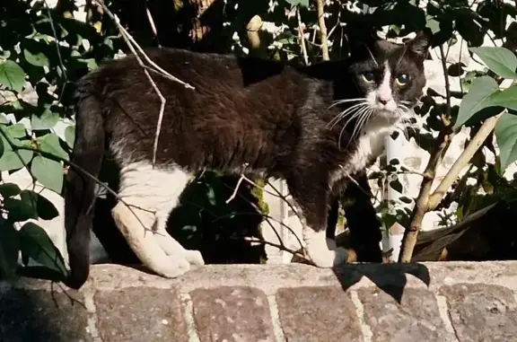 Chat trouvé Malaunay, photo: Chat trouvé mâle, Passage Liégeard, Le Petit-Quevilly, Malaunay - plaie au cou à droite