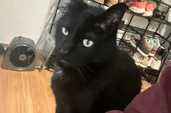 Lost cat, Mangels Avenue, San Francisco - male, friendly, no collar - photo