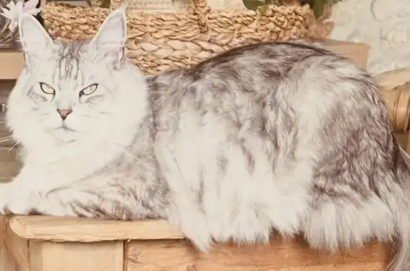 Chat perdu mâle, Notre-Dame-de-la-Mer, Toulouse - mâle castré Maine coon gris perle pucé - photo