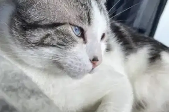 Chat perdu, Chaville, photo: Chat perdu mâle, Rue du Bois d'Aulne, Conflans-Sainte-Honorine - tacheté blanc-noir marron