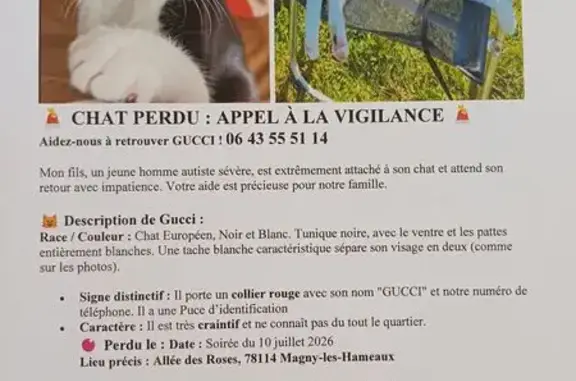 Chat perdu mâle, Allée des Roses, 22, Magny-les-Hameaux - noir et blanc - photo