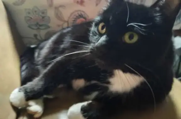 Chat perdu, Le Chêne Ferré, 4, Vertou - mâle - photo