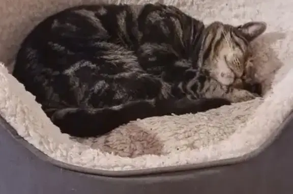 Lost cat, Westcott Road, England, London — male, grey flea collar - photo