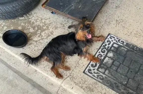 Orange collar no tag, friendly female yorkie.,
