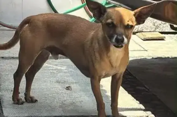 Búsqueda de mascotas, foto: Perro perdido macho, Calle Colina del Zahorí, 8, Naucalpan de Juárez, Naucalpan de Juarez - chihuahua un poco grande