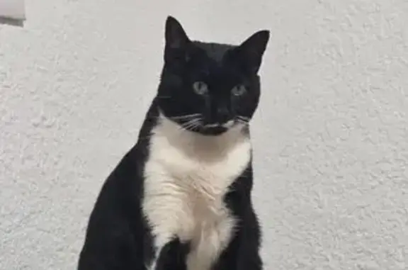 Perdido gato macho en Calle Sierra de Monteagud, 18, Almería — ojos muy verdes y llamativos - photo
