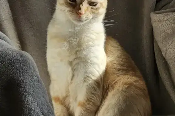 Perdido gato hembra, Gran Vía, 33, Donostia / San Sebastián - photo