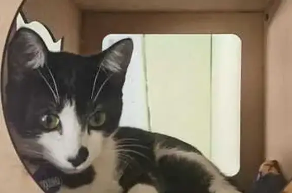 Gato desaparecido Macho (brl003116) - photo