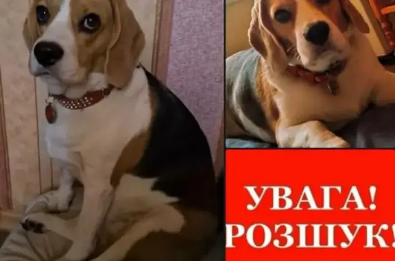 Зникла собака, вулиця Сумської Тероборони, Суми — на спині плямка у формі віничка - photo