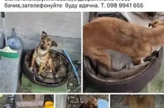 Пошук домашніх тварин в Україні, фото: Зникла собака, Київська вулиця, Бровари — 1 рік, коричнева, лапки ніби в білих тапках