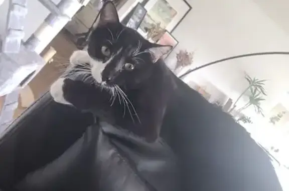 Chat perdu, Caluire-et-Cuire, photo: Chat perdu mâle, Chemin des Petites Brosses, 43, Caluire-et-Cuire - noir avec des taches blanches