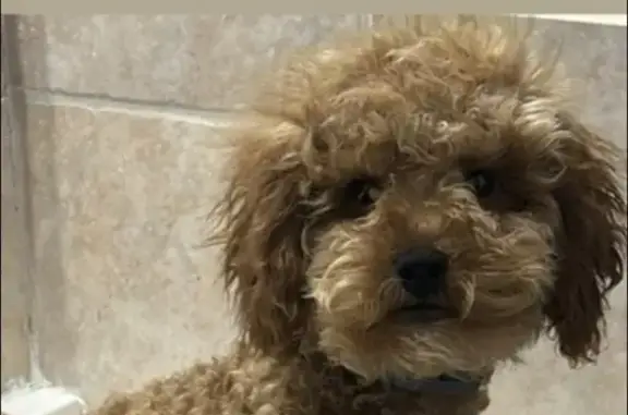 Lost dog, Tudor Street, Philadelphia - male, small to medium, curly-haired - photo