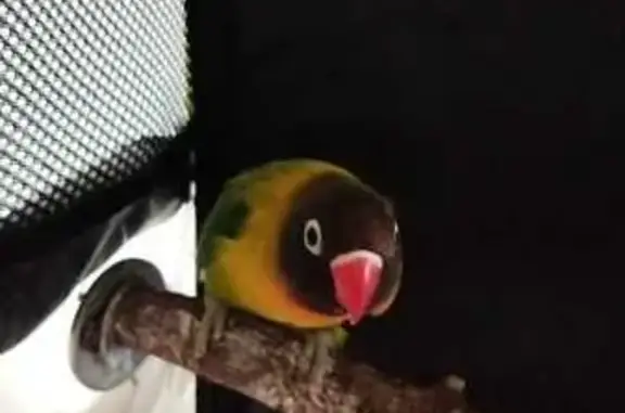 Animales encontrados el Poblenou, foto: Encontrada ave, Carrer de la Selva de Mar, 34, el Poblenou - agapornis personatta dócil