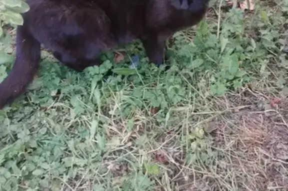 Found cat, Bondgate, 26, Ponte...