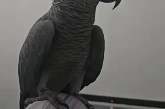 Lost and found pets Singapore, photo: Lost bird, Bet Blks 524b/523d, Singapore 528597, Hougang - male, grey parrot with red tail