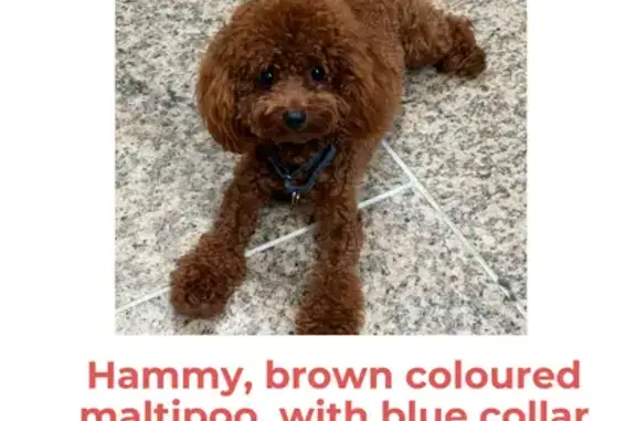 Lost dog, Singapore 520334, Ho...