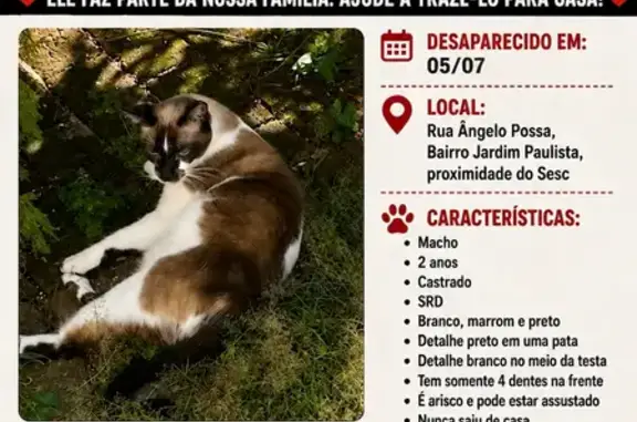 Perdido gato macho, Rua Ângelo Possa, São Paulo - mancha branca na testa e castrado - photo