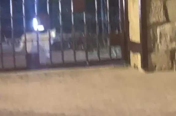 Encontrado gato, Calle San Fra...