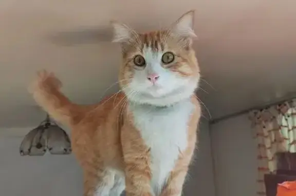 Perdido gato macho, Arcos del Alma, Cuautitlán Izcalli, Mexico City - naranja y no esterilizado - photo