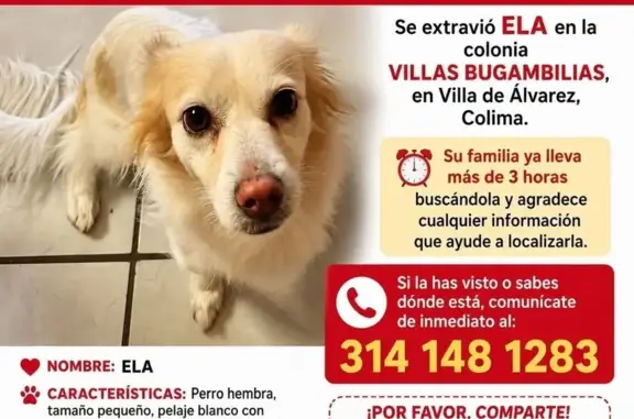 Perro perdido hembra, Xallan, 72, Ciudad de Villa de Álvarez - blanca con manchas café - photo