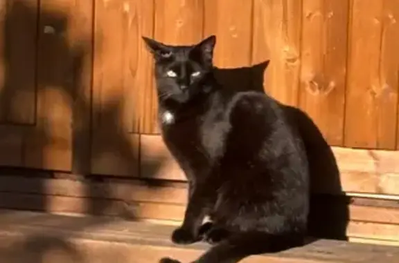 Animaux perdus et trouvés Clermont-Ferrand, photo: Chat perdu femelle, Rue Charles Garnier, 18, Clermont-Ferrand - chatte noire de petite corpulence