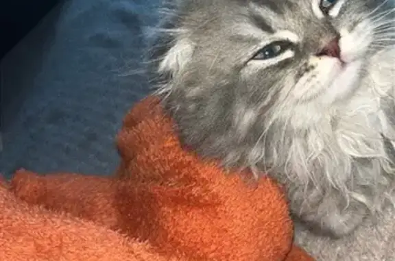 Chat perdu femelle, Rue de Pen ar Steir, 4, Quimper - gris à poils longs - photo