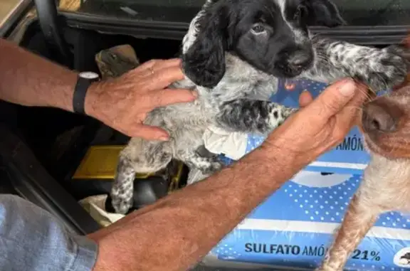 Perro perdido, Carrer Colón, Gandia, Valencia — cachorro macho moteado negro y cabeza negra - photo