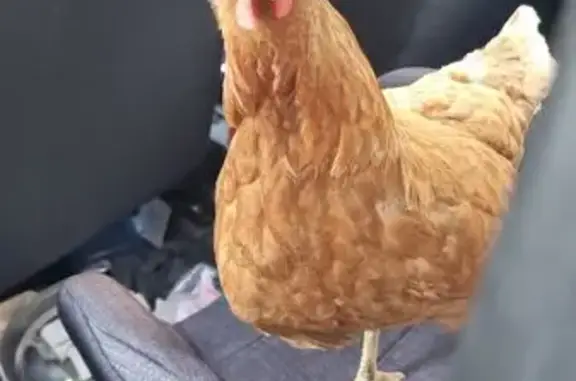 Trouvée oiseau, Rue du Mail, 42, Savigny-sur-Orge - poule rousse domestique - photo