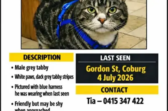 Lost pets Melbourne, photo: Lost cat, Gordon Street, Merri-Bek City, Melbourne - indoor male cat