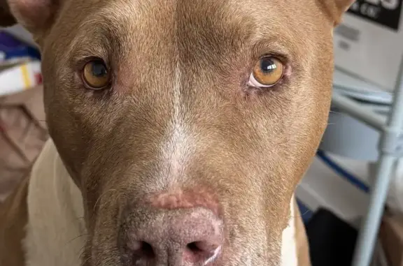 Lost dog, Kenneth Way, 1710, Pasadena - male pitbull with white markings - photo