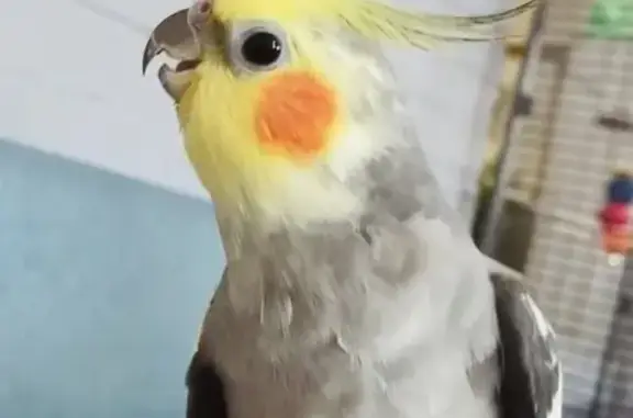 Missing bird Male, Winchester (usl542465) - photo